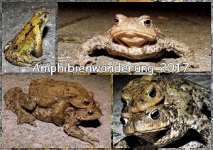 Amphibienwandeung 2017