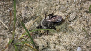 Sandbiene Andrena vaga