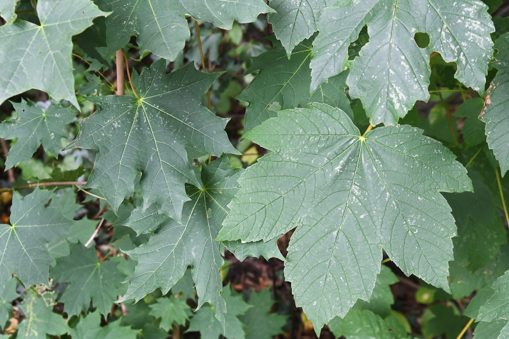 06_BE2019 08 06_4603