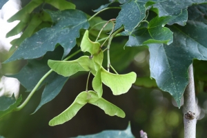 Ahorn – Naturschätze WHV