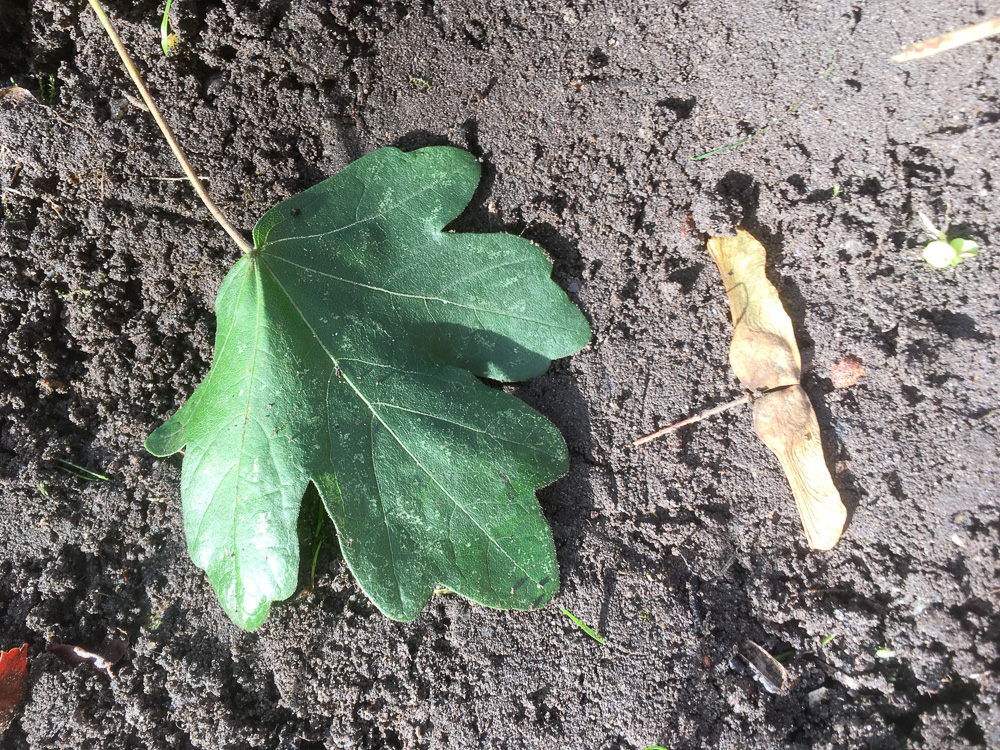 06_BE2019 11 02_0879