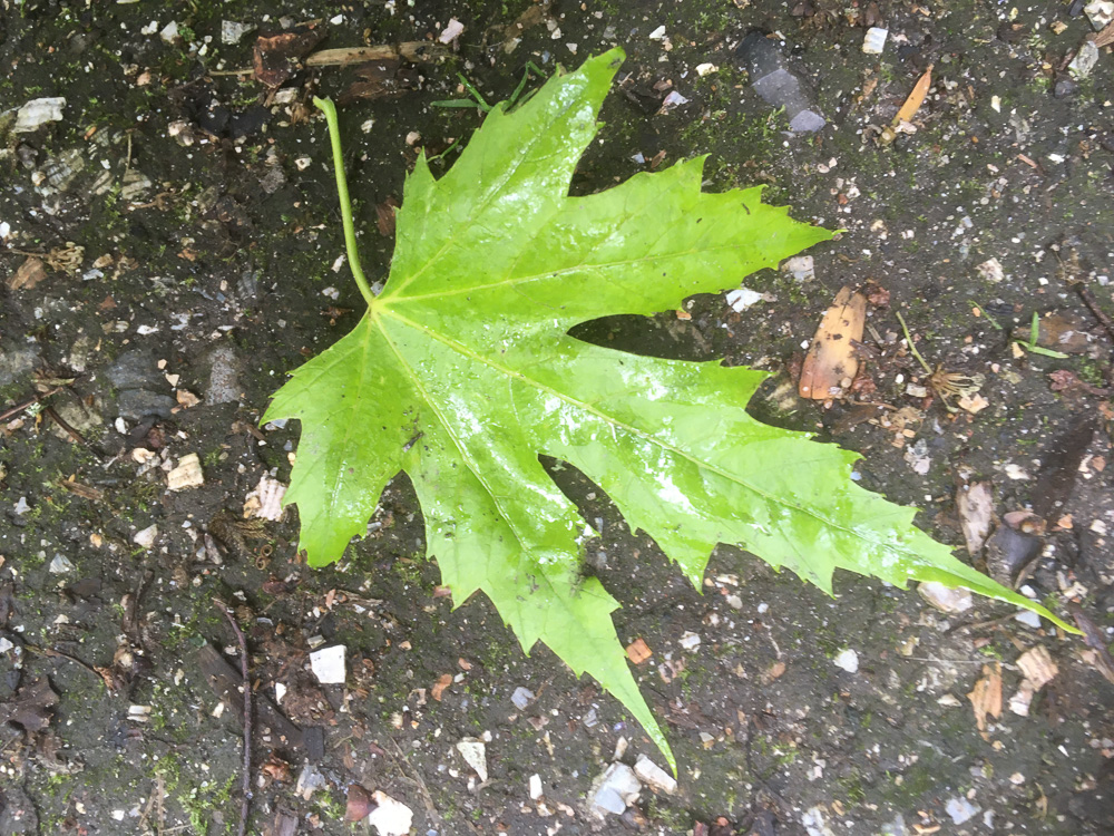 06_BE2020 06 08_0697