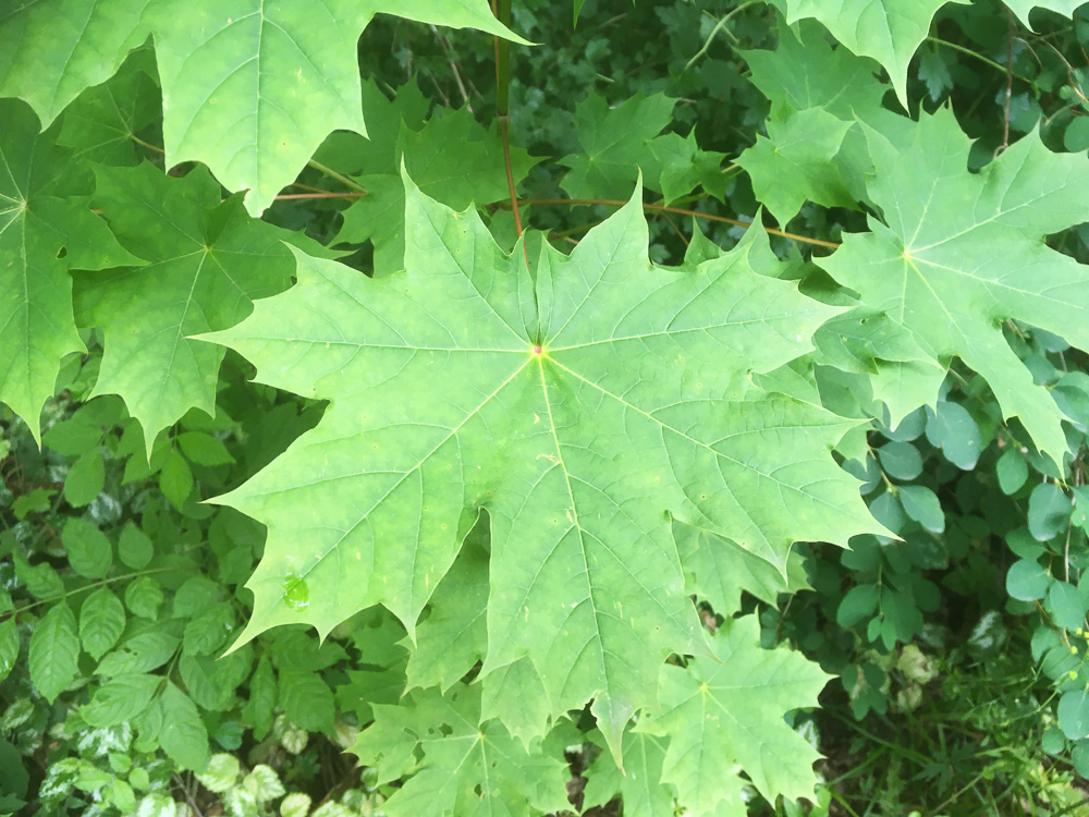 06_BE2020 06 08_0702