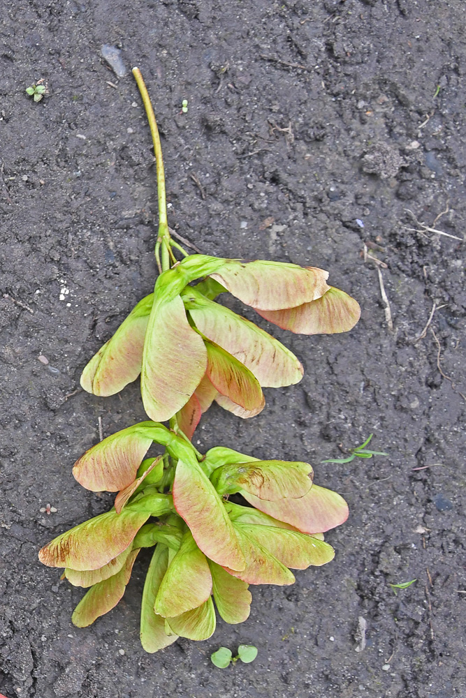 06_BE2020 07 14_1696