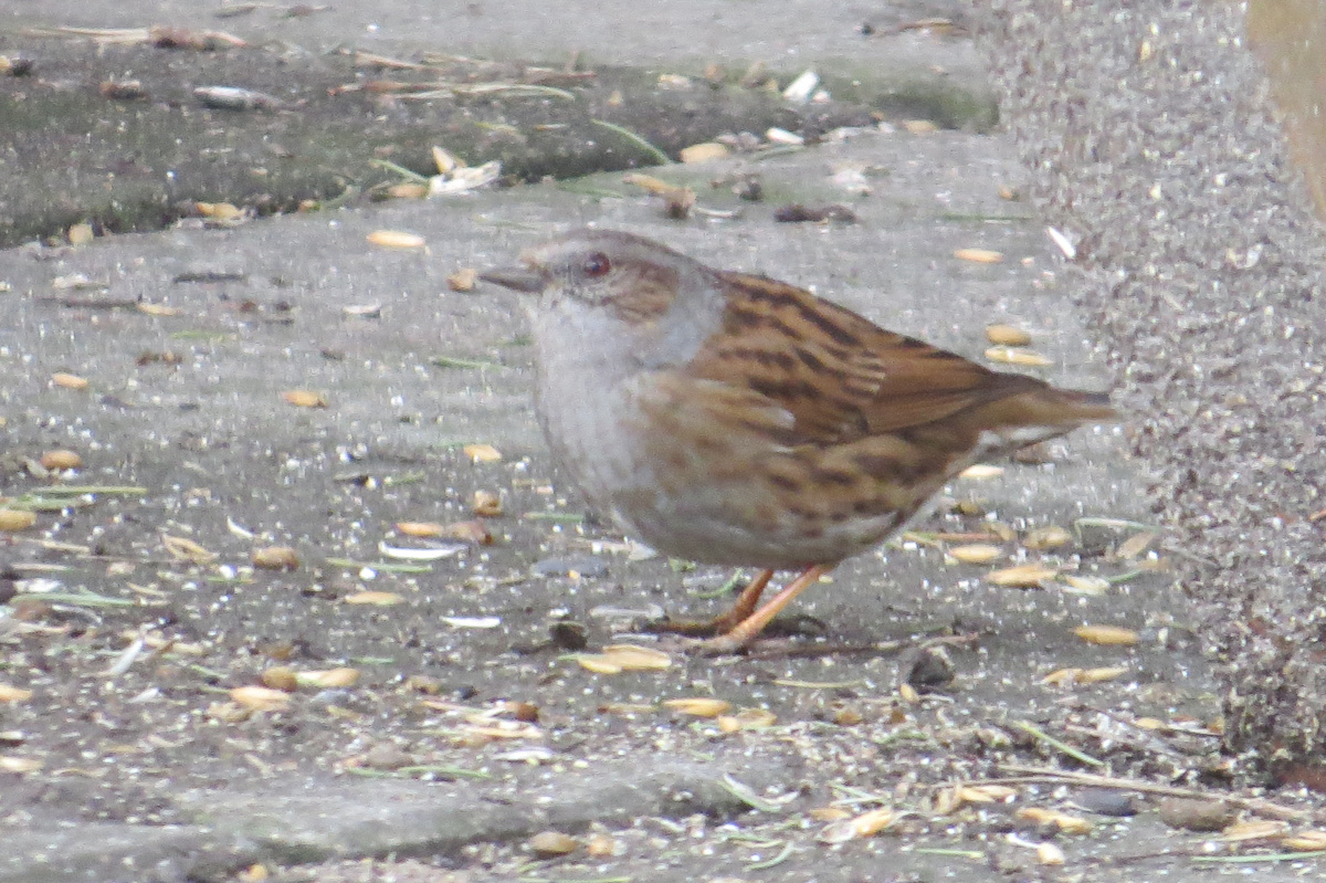 Burg_Kniphausen_BrHue_IMG_1456_heckenbraunelle