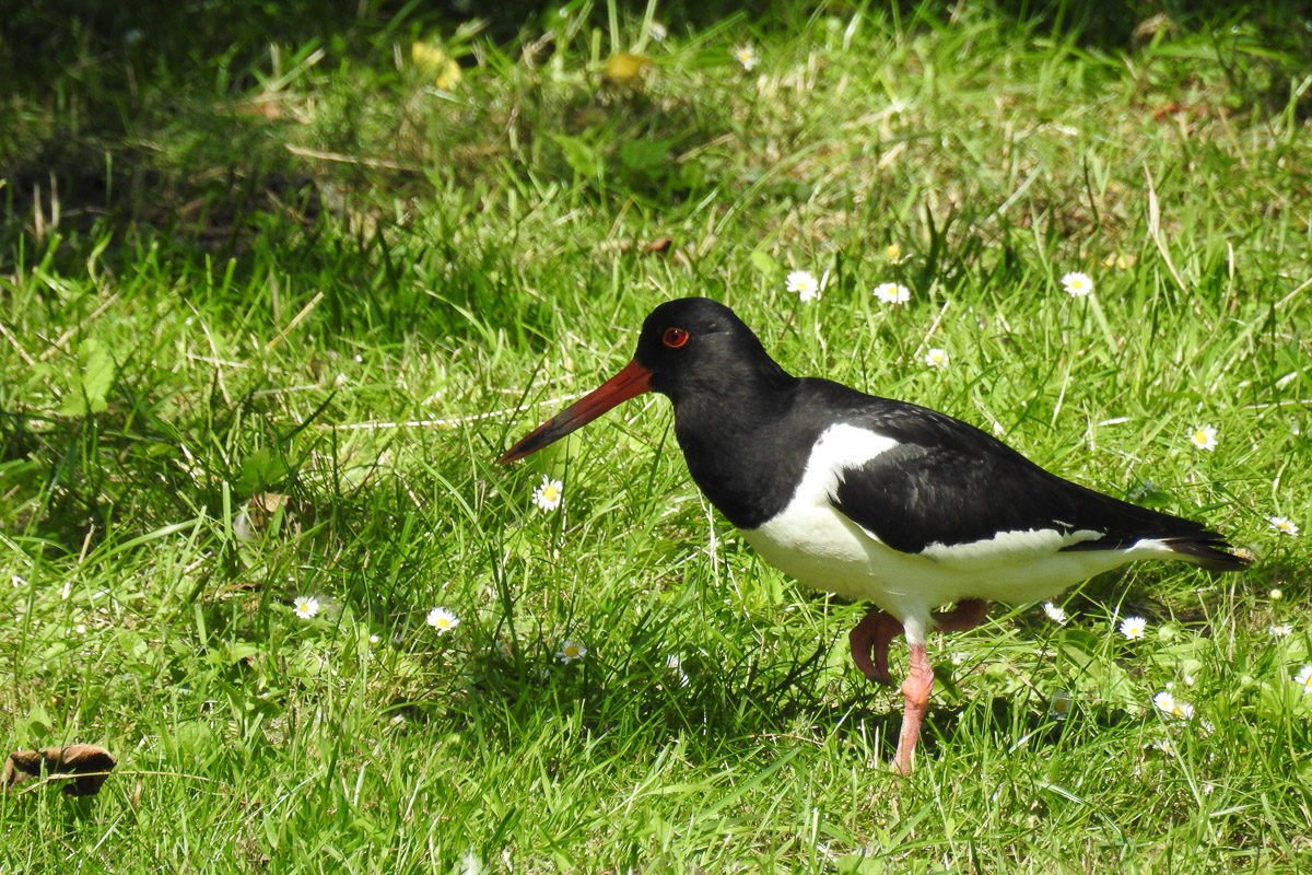 Kurpark_BrHue_DSCN0642_austernfischer