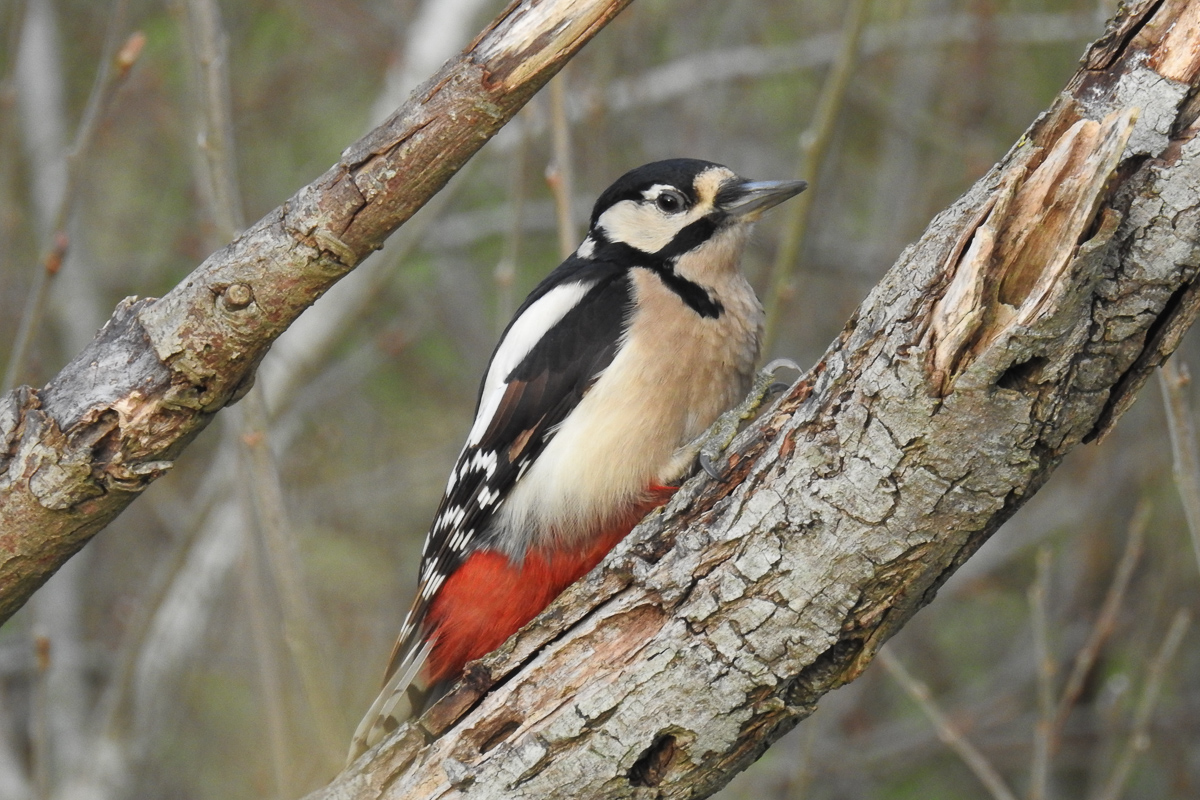 Kurpark_BrHue_DSCN1596_buntspecht