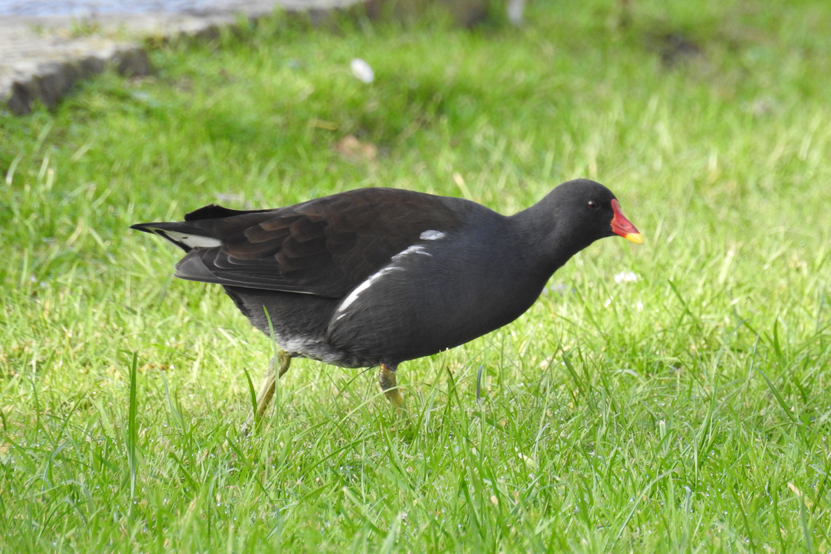 Kurpark_BrHue_DSCN3236_teichhuhn