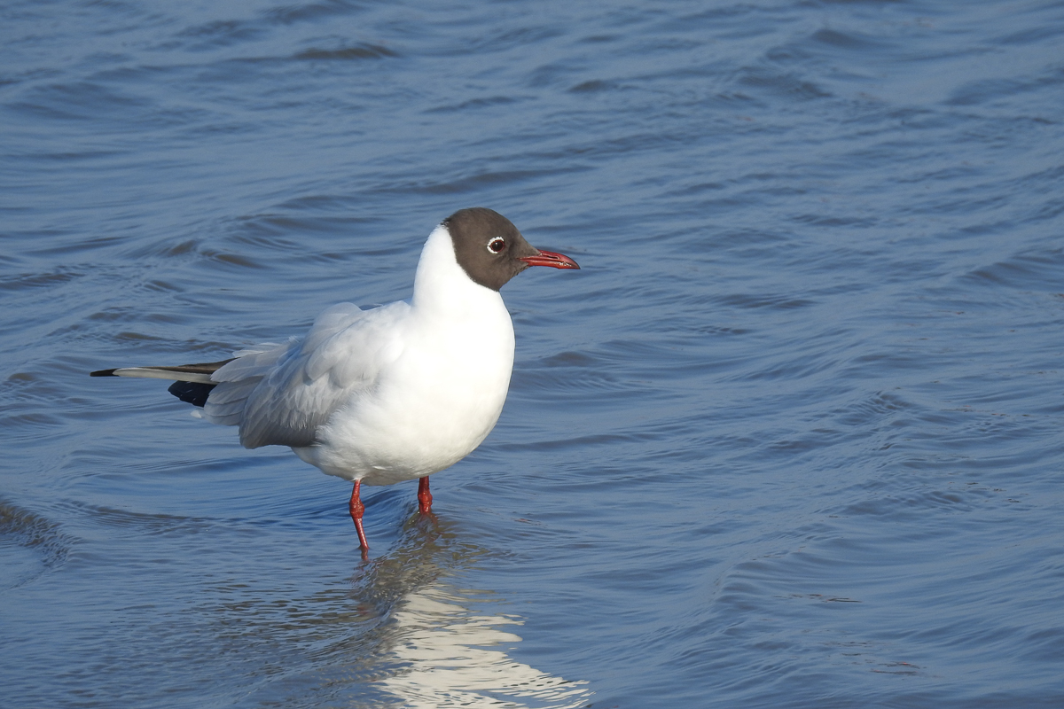 Kurpark_BrHue_DSCN8946_lachmoewe