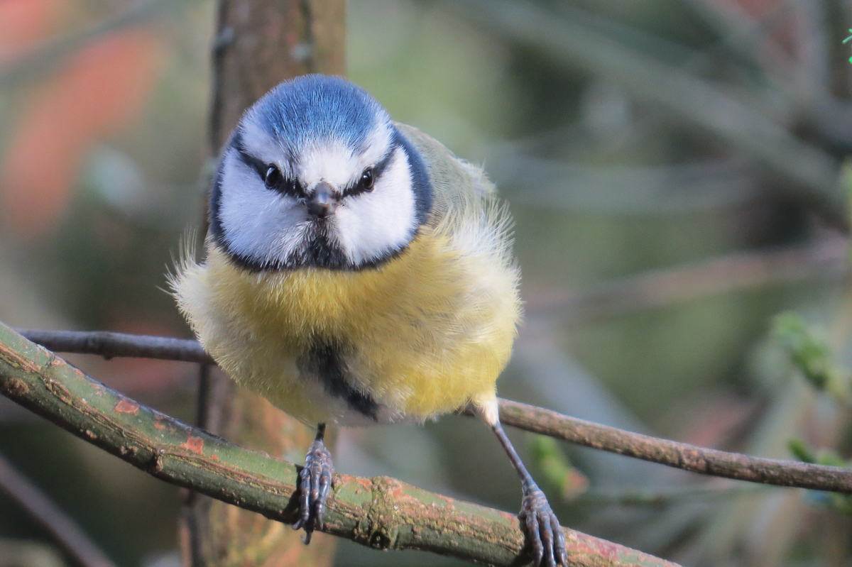 Kurpark_BrHue_IMG_2157_blaumeise