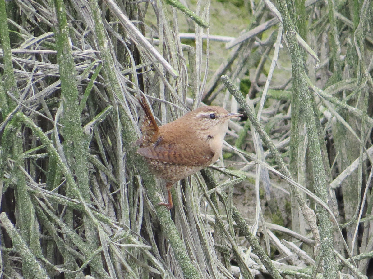 Kurpark_BrHue_IMG_2183_zaunkoenig