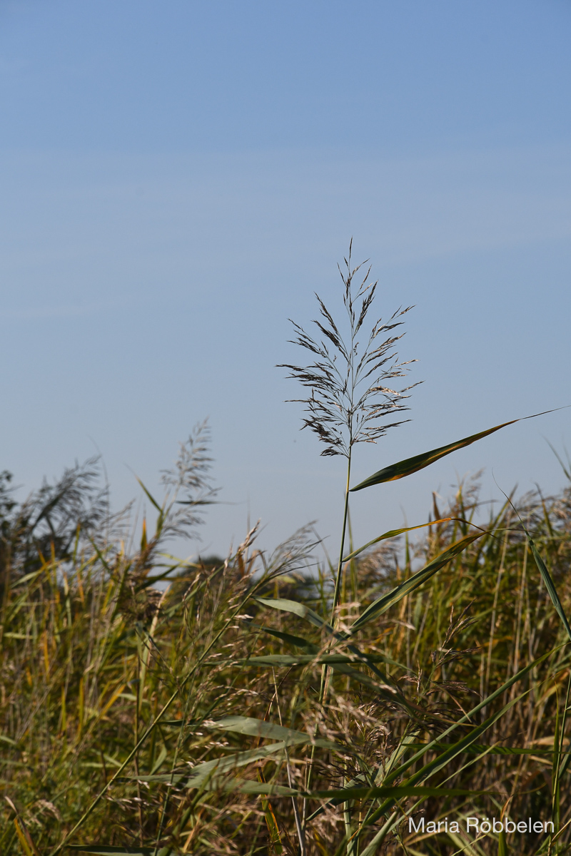 Breddewarden_2025 10 01_7577