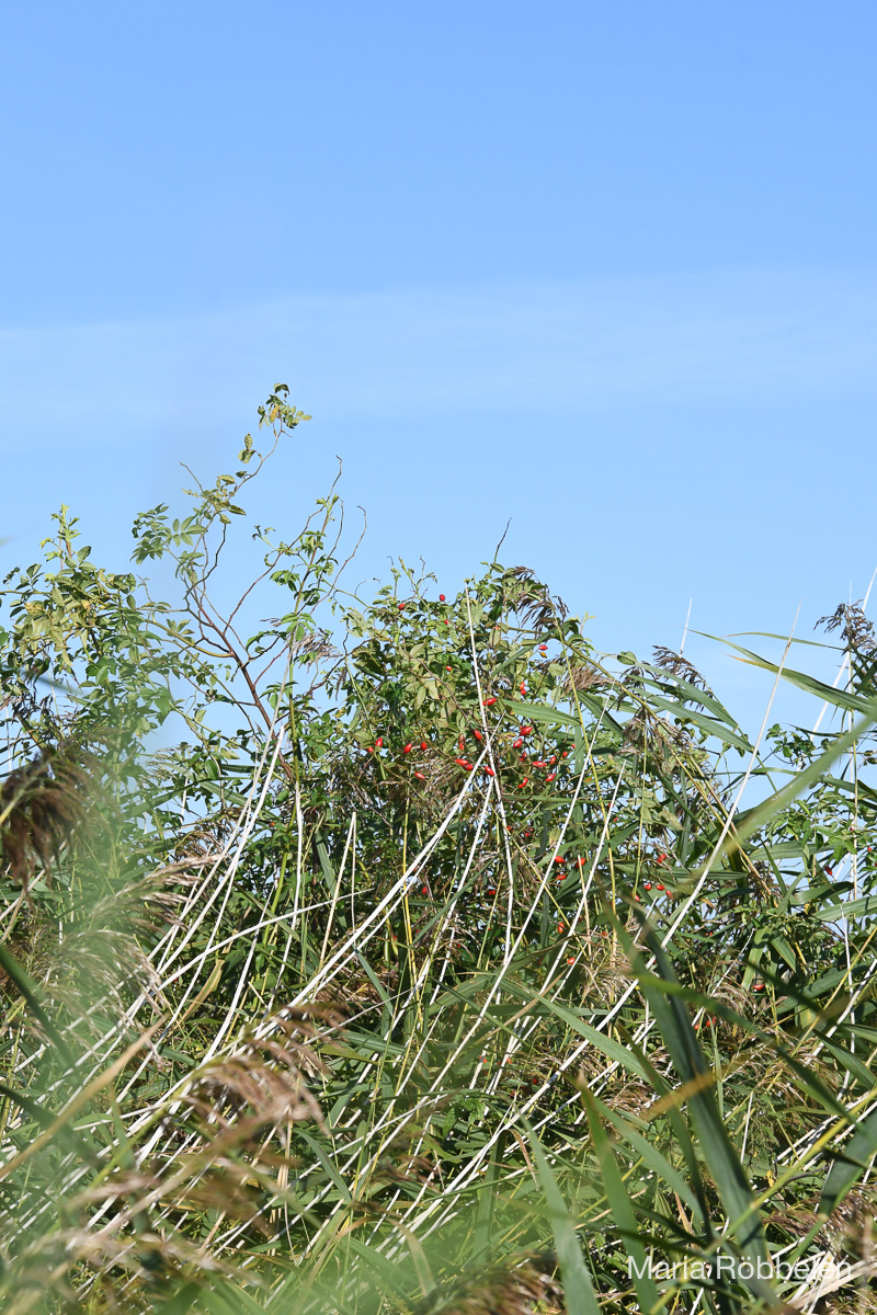 Breddewarden_2025 10 01_7595