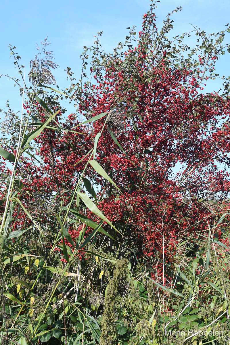 Breddewarden_2025 10 01_7597