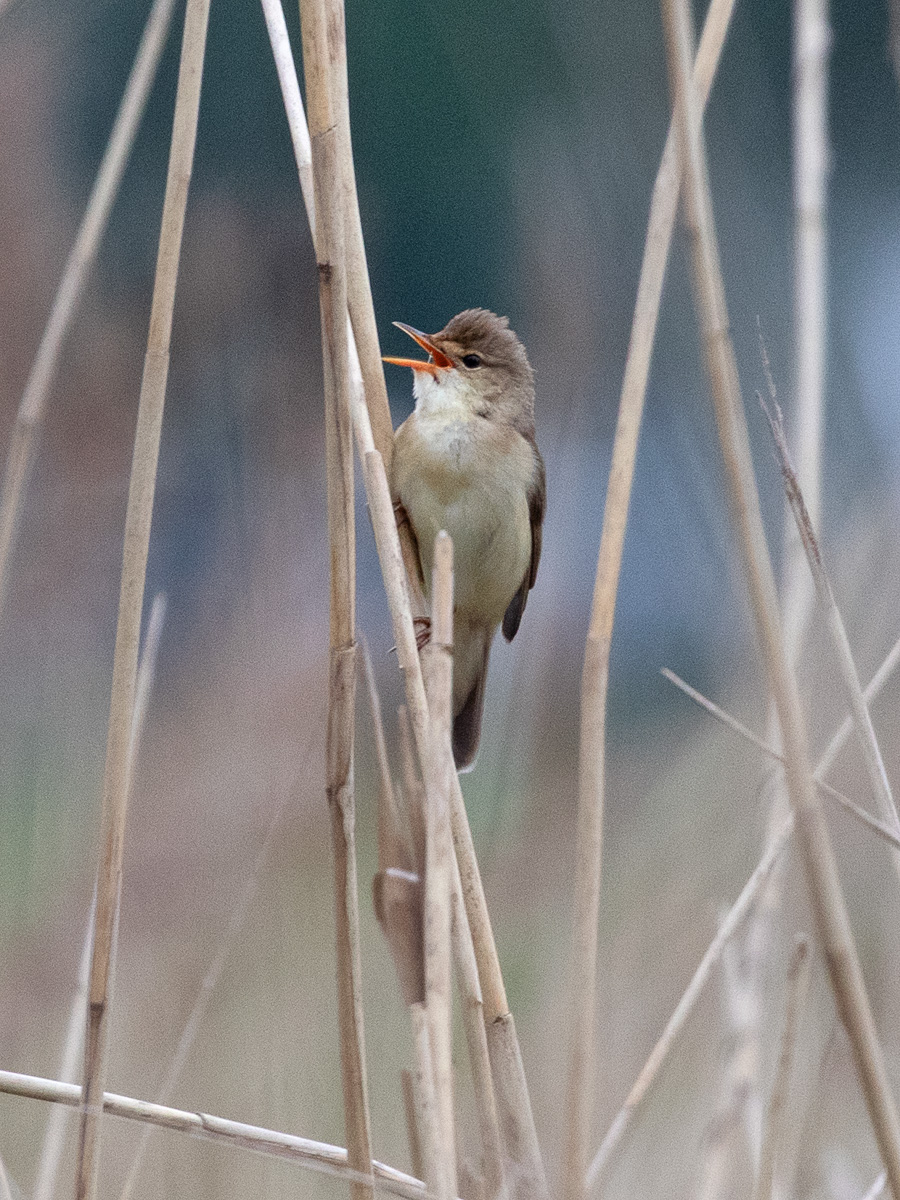 Breddewarden_8P2A4448