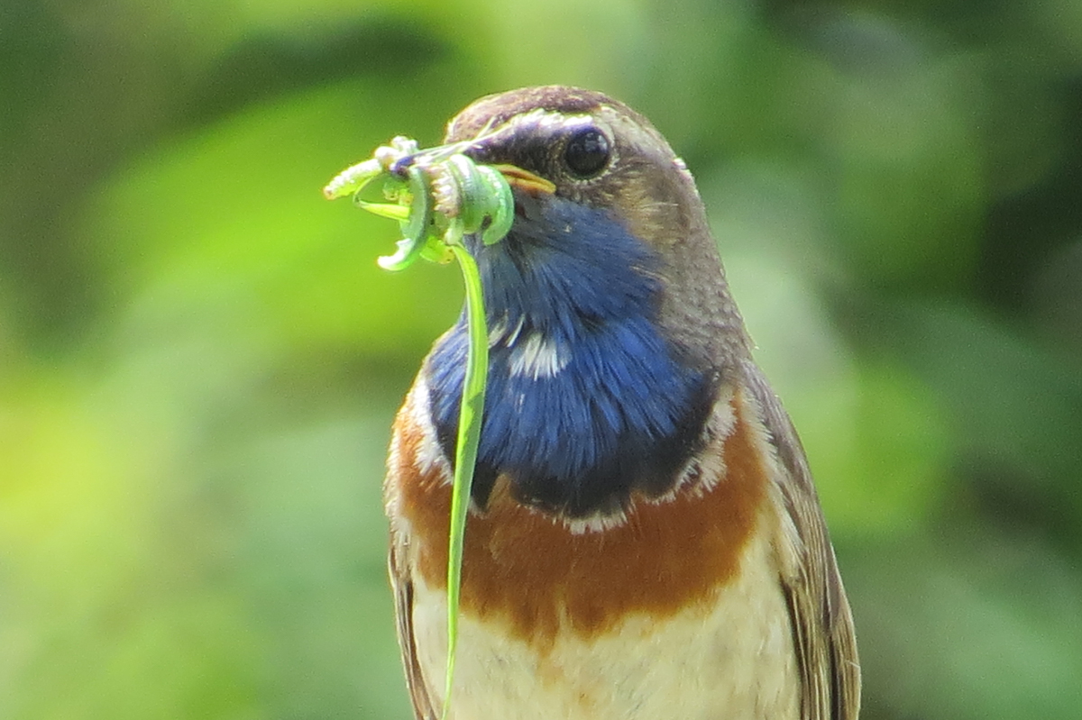 Breddewarden_BrHue_IMG_7380_blaukehlchen__maennlich
