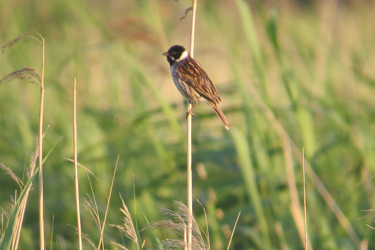 Breddewarden_BrHue_IMG_7459_rohrammer__maennlich