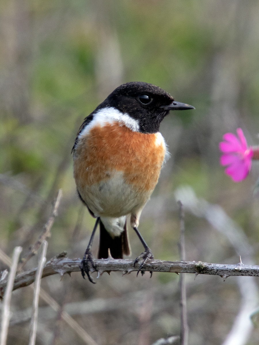 Breddewarden_Schwarzkehlchen8P2A2720