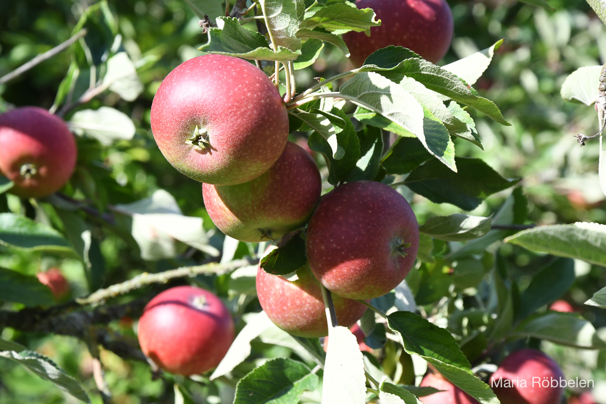 Obstwiese_2018 08 21_7502