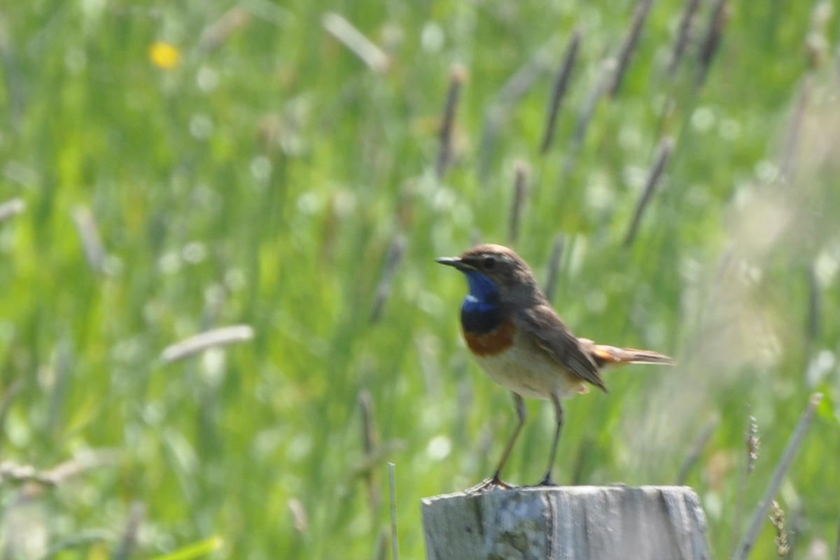 Voslapper_Groden_Blaukehlchen051