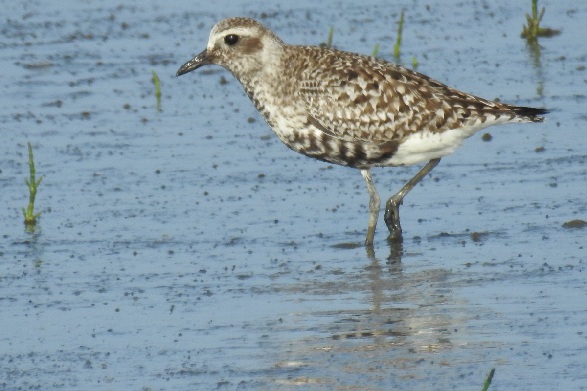 Voslapper_Groden_BrHue_DSCN0002_kiebitzregenpfeifer__schlichtkleid