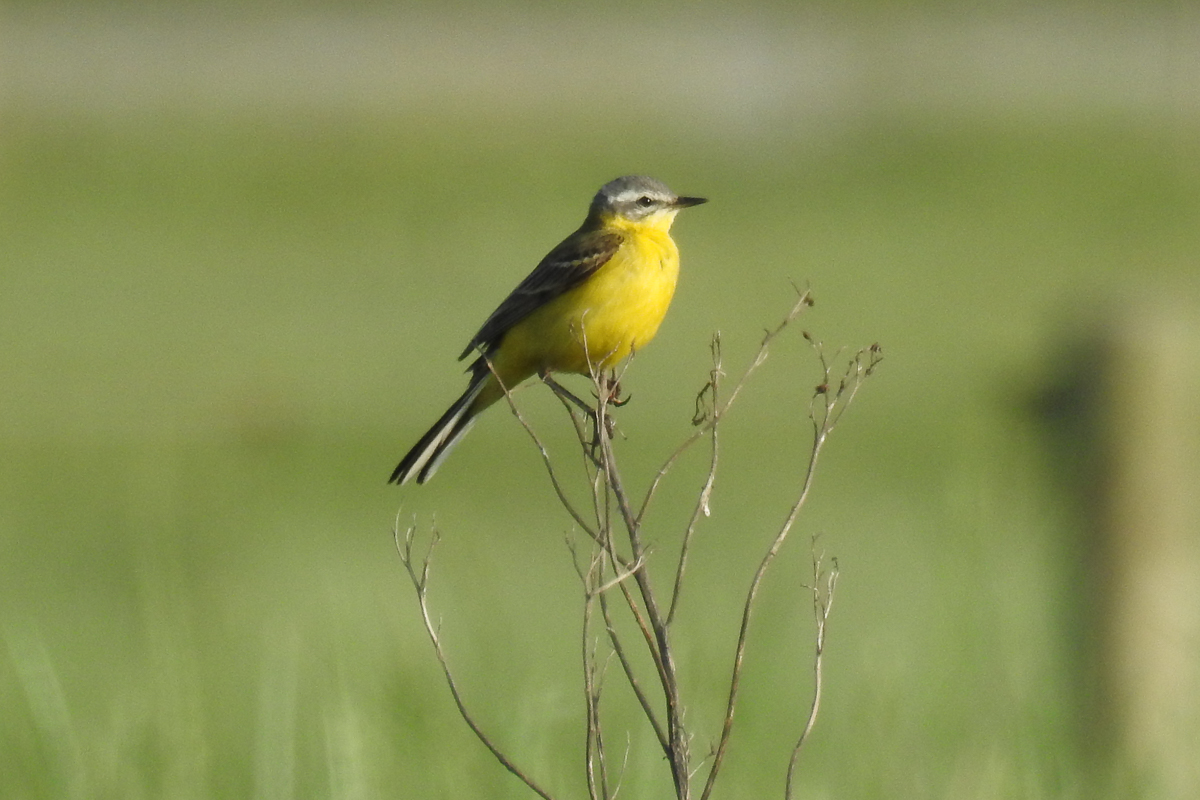 Voslapper_Groden_BrHue_DSCN0010_schafstelze