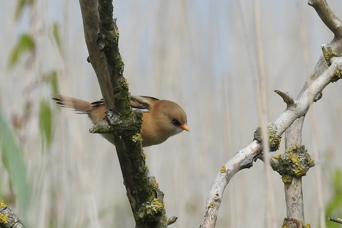 Voslapper_Groden_BrHue_DSCN0162_bartmeise__weiblichAusschn