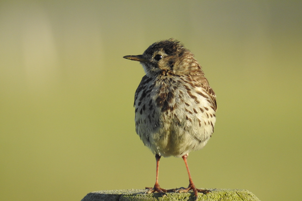 Voslapper_Groden_BrHue_DSCN0841_wiesenpieper