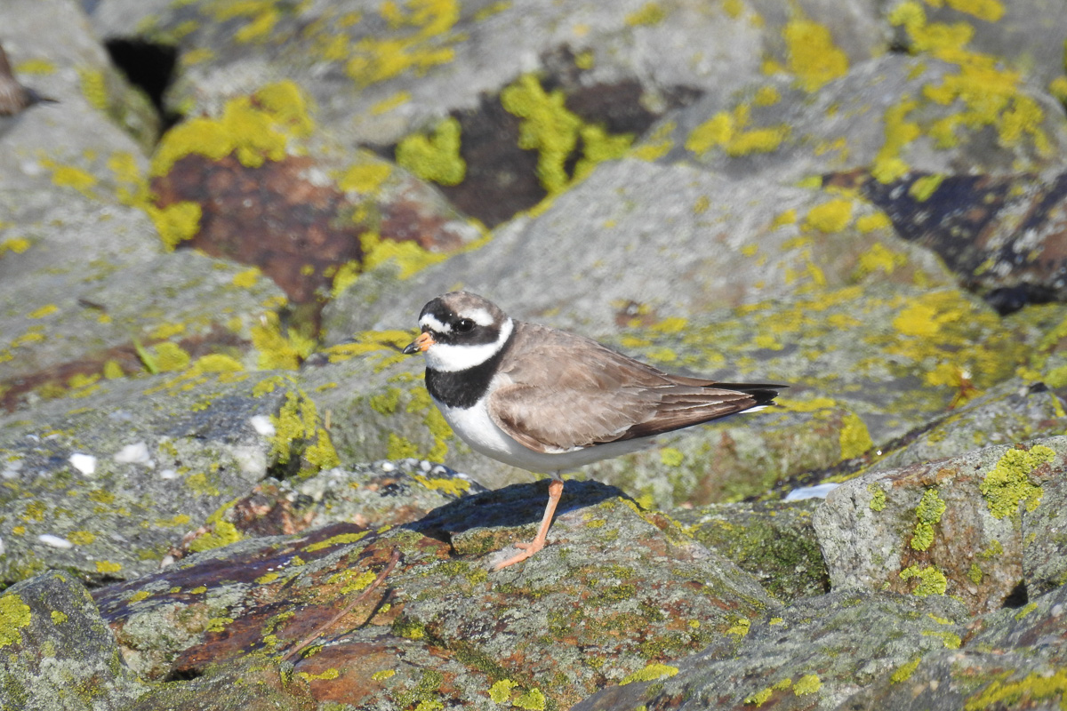 Voslapper_Groden_BrHue_DSCN1394_sandregenpfeifer