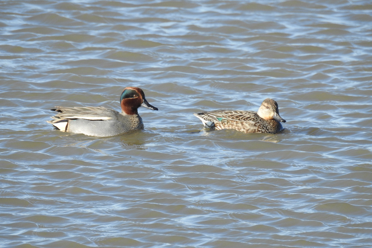 Voslapper_Groden_BrHue_DSCN8193_krickenten