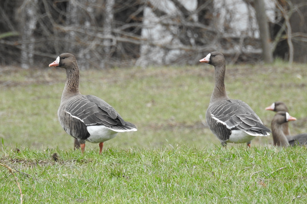 Voslapper_Groden_BrHue_DSCN8976.JP_blaessgaense