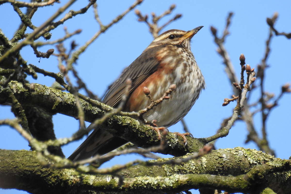 Voslapper_Groden_BrHue_DSCN9317__rotdrossel