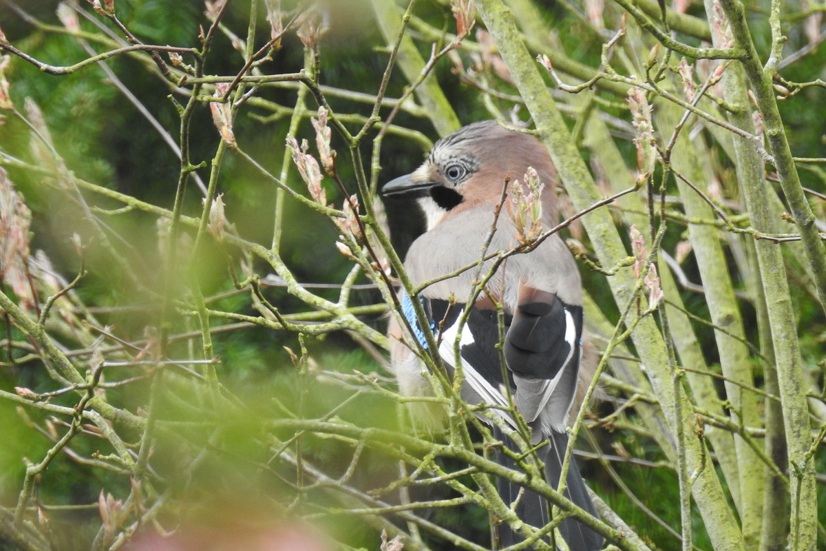 Voslapper_Groden_BrHue_DSCN9809__eichelhaeher