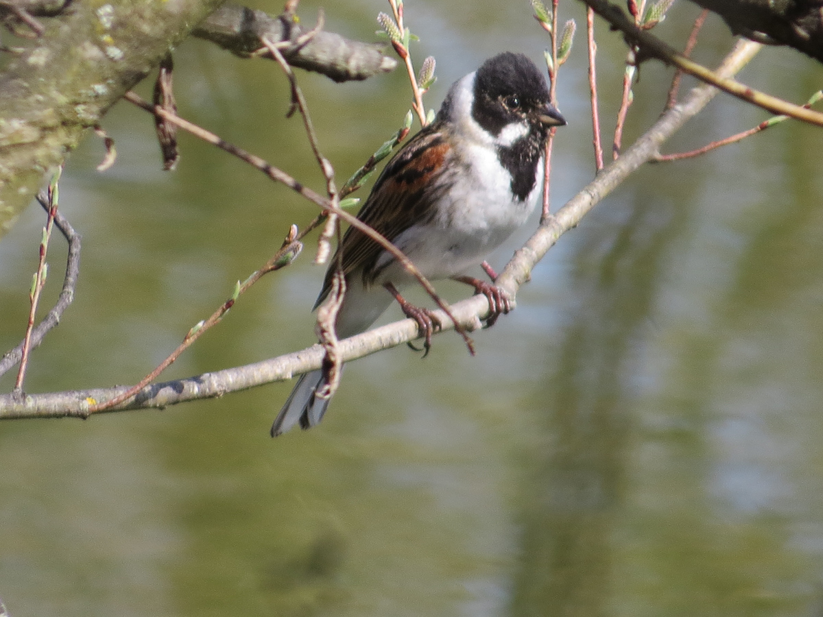 Voslapper_Groden_BrHue_IMG_2386_rohrammer