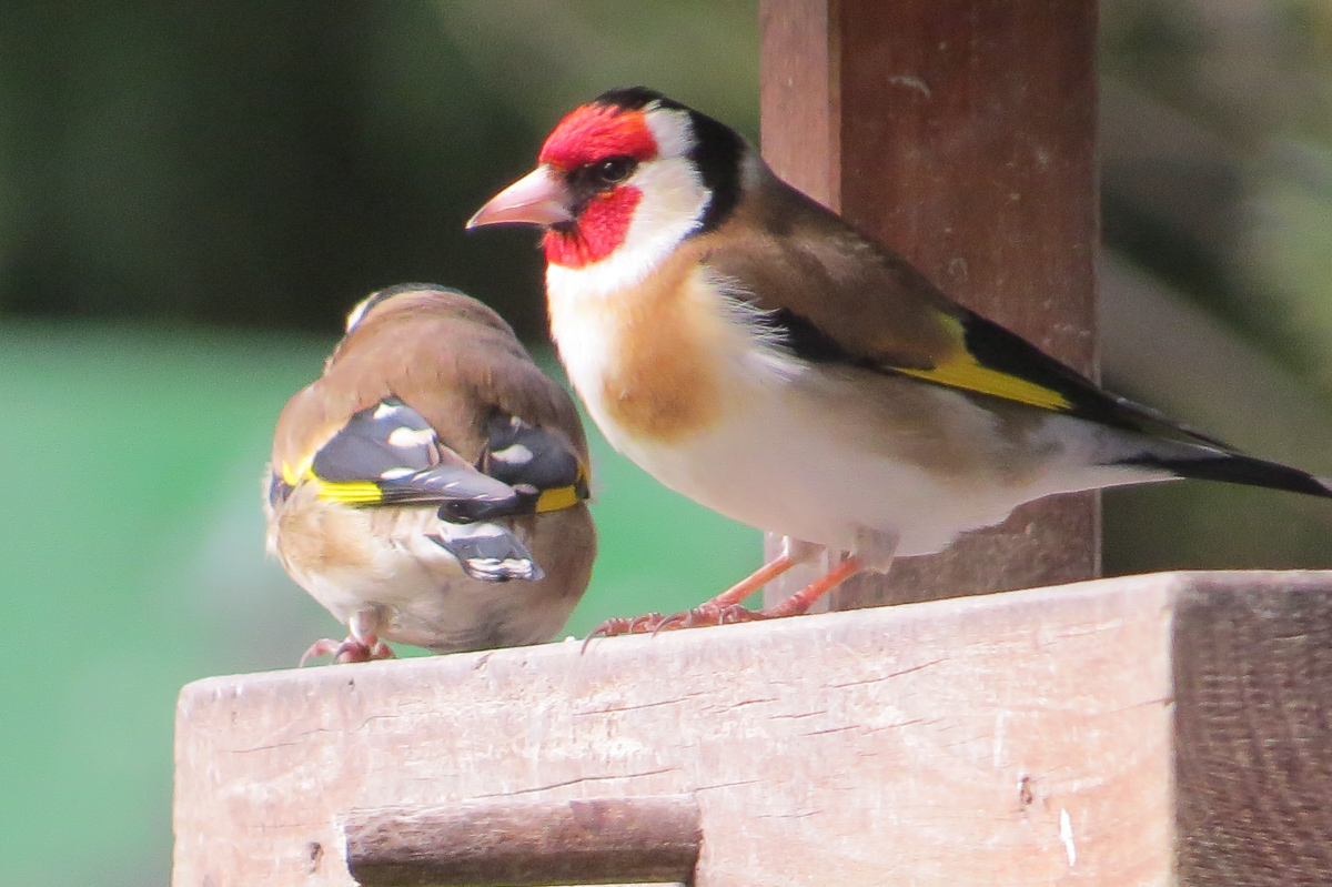 Voslapper_Groden_BrHue_IMG_2698_stieglitz