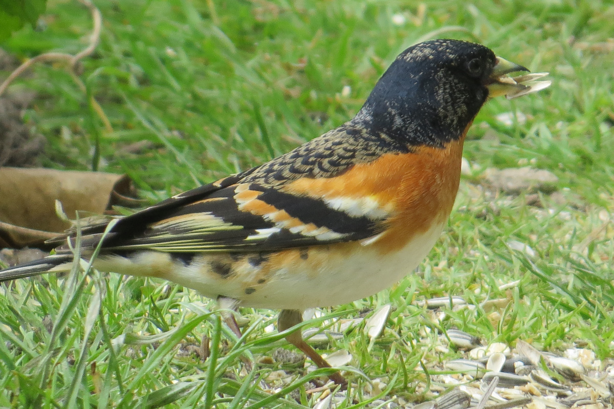 Voslapper_Groden_BrHue_IMG_2958_bergfink