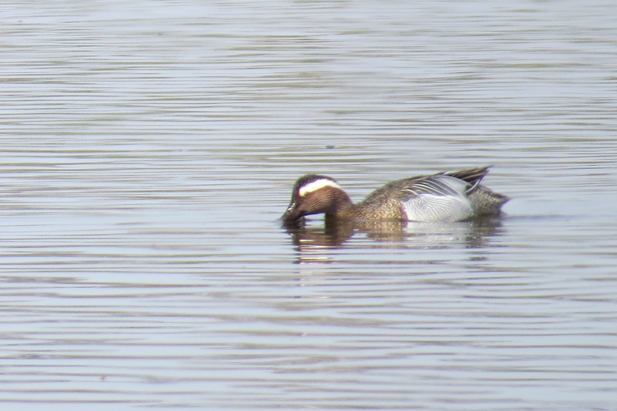 Voslapper_Groden_BrHue_IMG_5321_knaekente