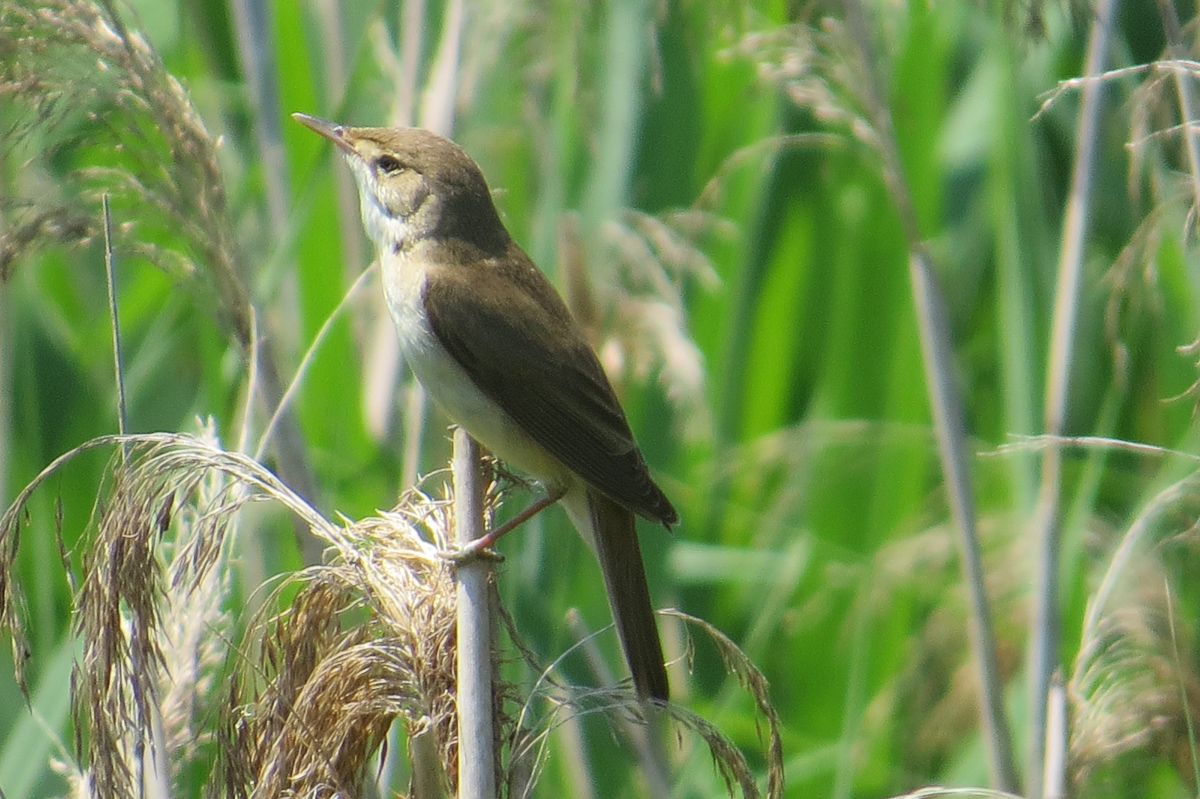 Voslapper_Groden_BrHue_IMG_5517_drosselrohrsaenger