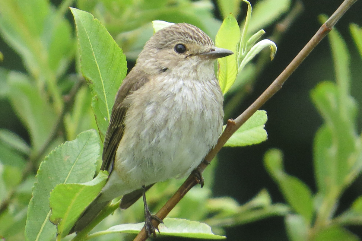 Voslapper_Groden_BrHue_IMG_6284_grauschnaepper