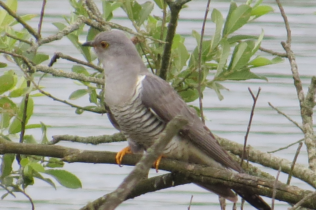 Voslapper_Groden_BrHue_IMG_7138_kuckuck