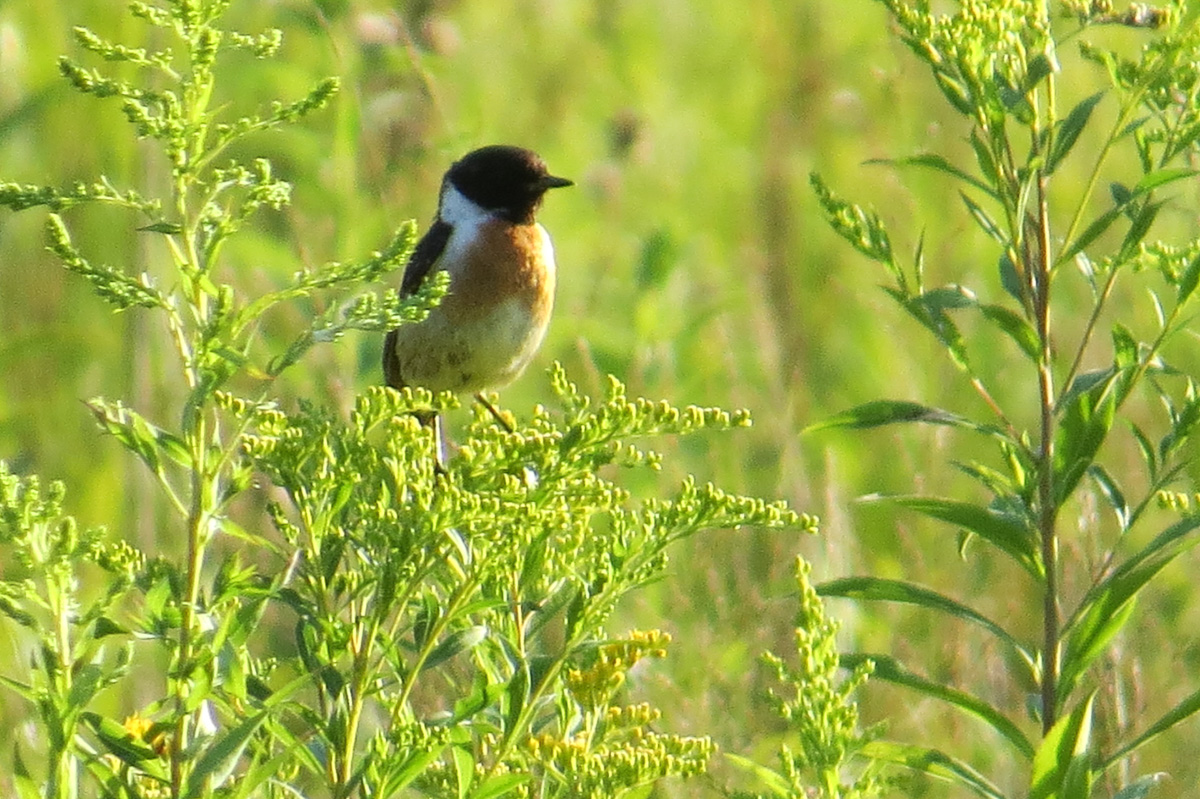 Voslapper_Groden_BrHue_IMG_7331_schwarzkehlchen