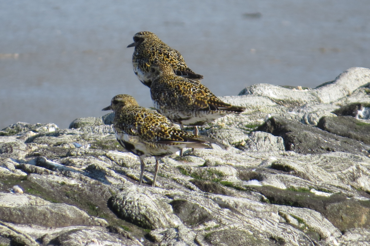 Voslapper_Groden_BrHue_IMG_7668_goldregenpfeifer