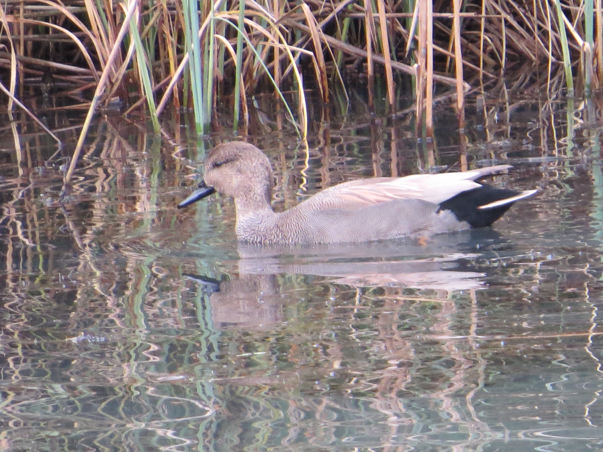 Voslapper_Groden_BrHue_IMG_8205_schnatterente