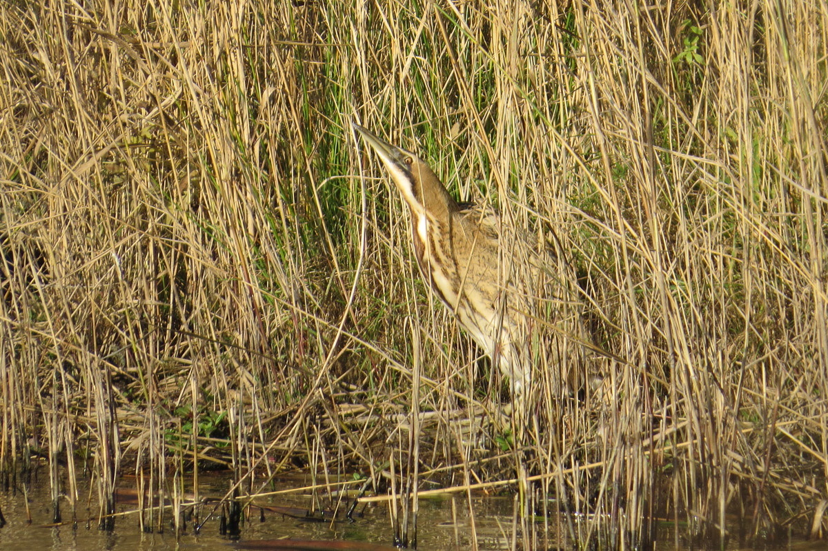 Voslapper_Groden_BrHue_IMG_9696_Rohrdommel