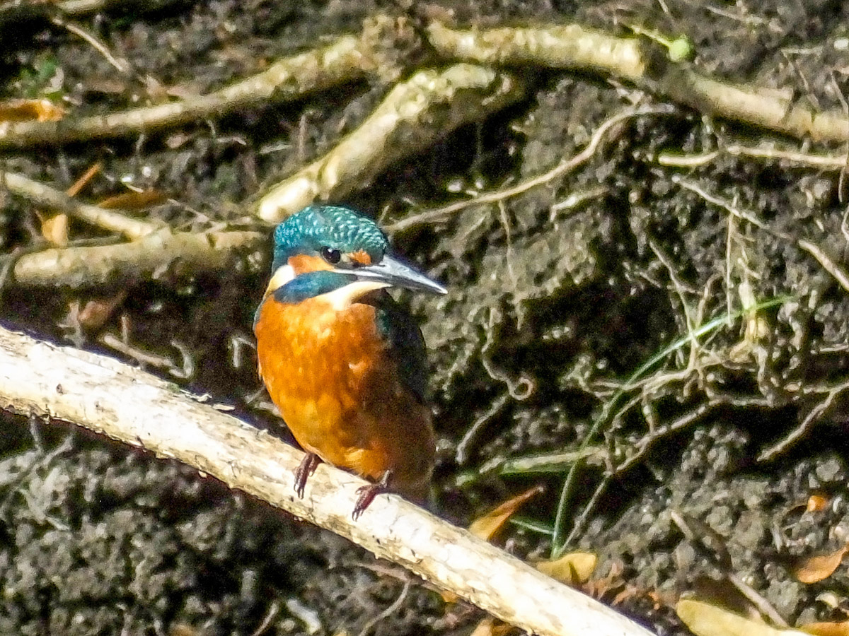 Voslapper_Groden_DSCF1835_