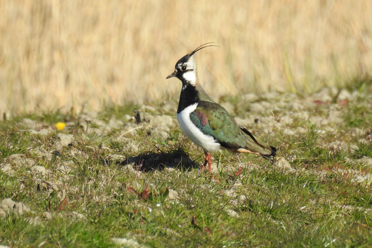 Voslapper_Groden_DSCN1956