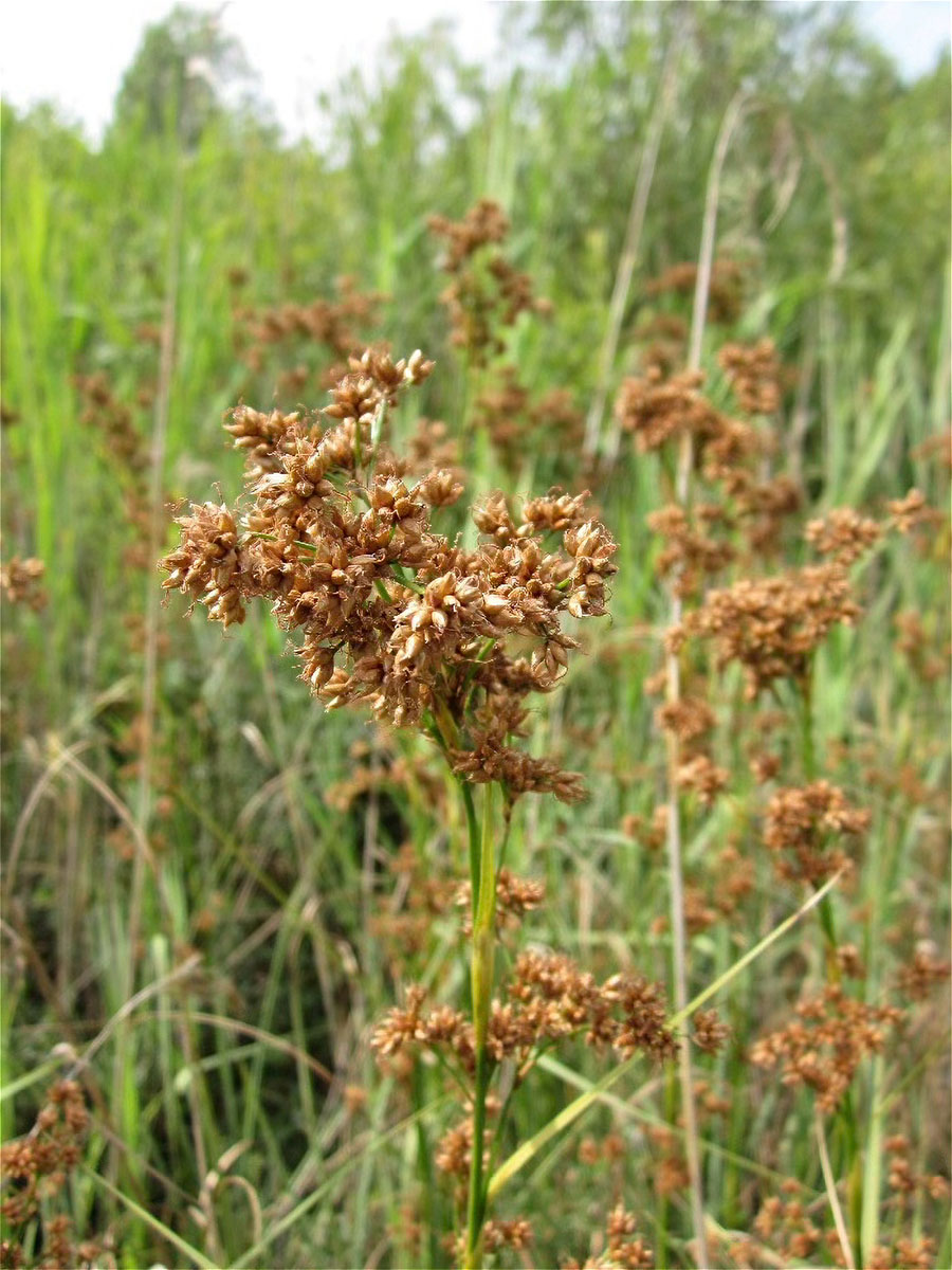 Voslapper_Gorden_Binsen_Schneide