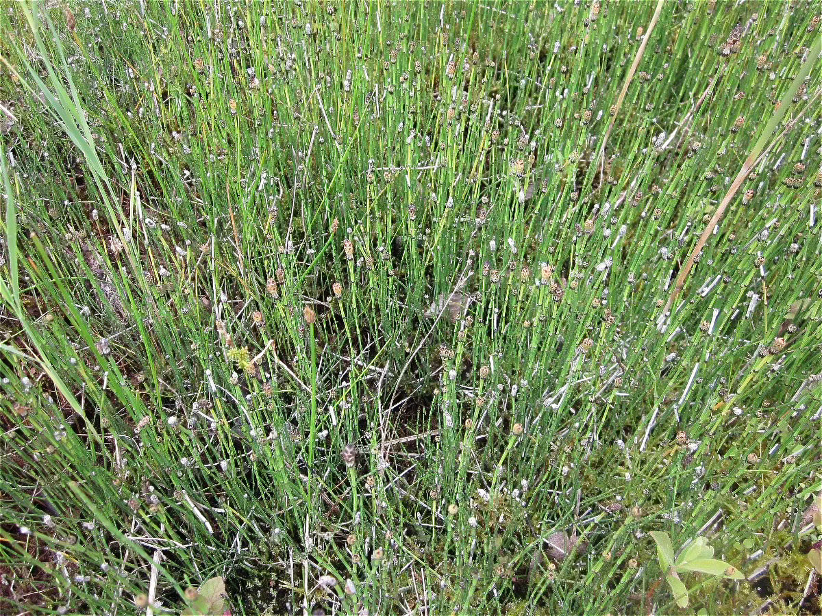 Voslapper_Groden_Bunter_Schachtelhalm