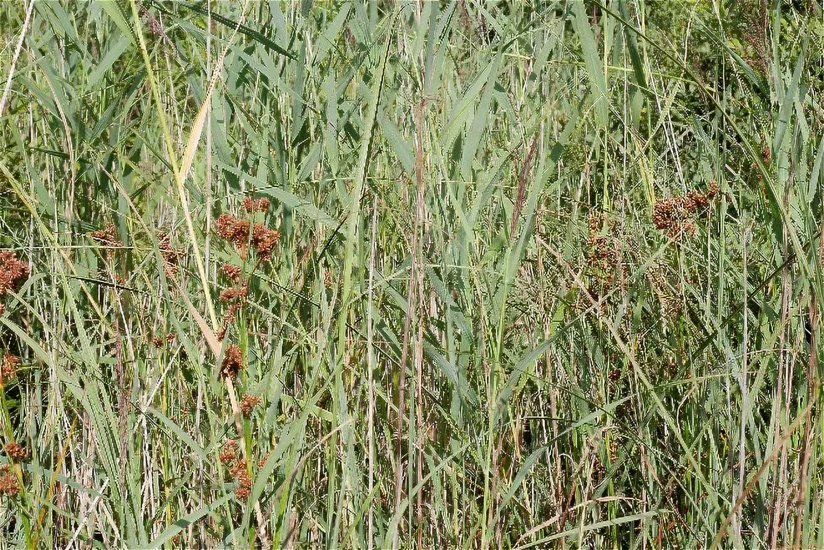 Voslapper_Groden_Schneiden_Roehricht
