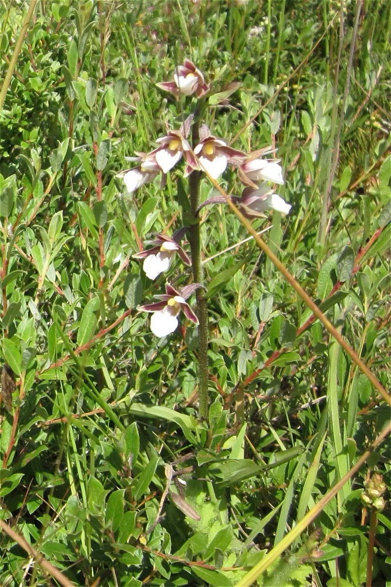 Voslapper_Groden_Sumpf_Stendelwurz